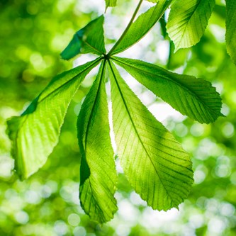 Väggabsorbent Grönt blad 55x55 cm