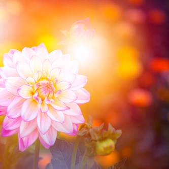 Väggabsorbent Dahlia 55x55 cm