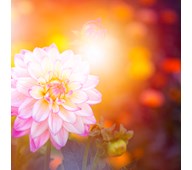 Väggabsorbent Dahlia 55x55 cm