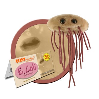 E-coli