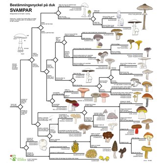 Bestämningsnyckel Svamp