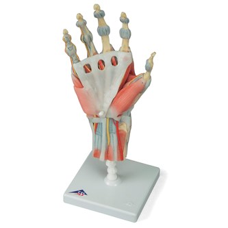 Hand med muskler och ligament