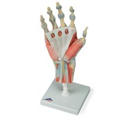 Hand med muskler och ligament