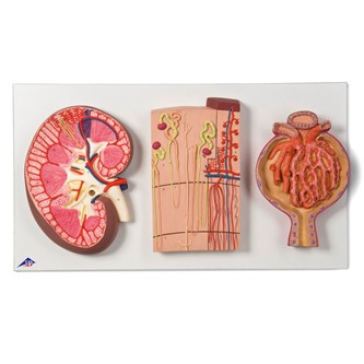 Njure, nefron och njurkapsel