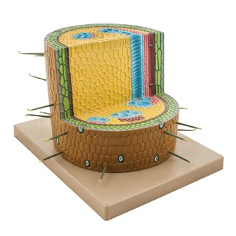 Växtstjälk tvåhjärtbladig