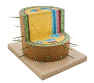 Växtstjälk tvåhjärtbladig