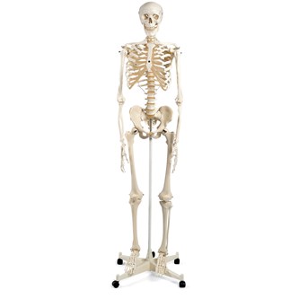 Skelett maxi