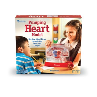 Modell av pumpande hjärta
