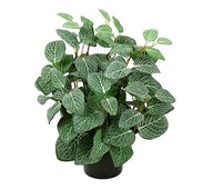 Konstväxt Fittonia H34 (10-pack)