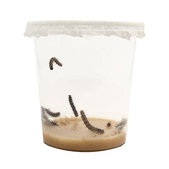 Fjärilar, endast larver