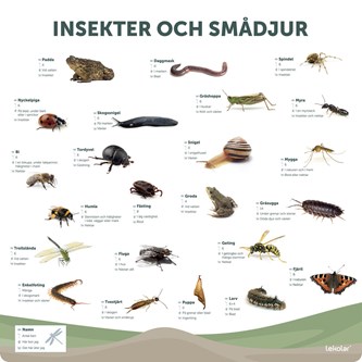 Utomhustavla: Insekter och smådjur