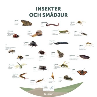 Utomhustavla: Insekter och smådjur