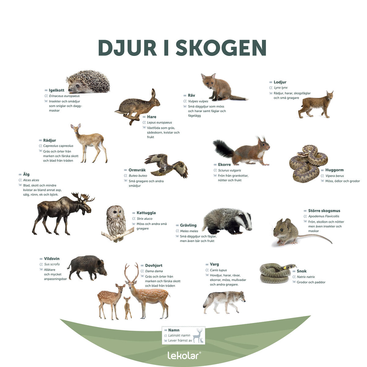 Utomhustavla Djur I Skogen Lekolar Utomhustavla Djur I Skogen Lekolar