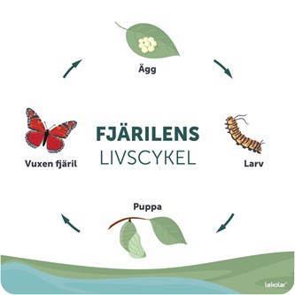 Utomhustavla fjärilens livscykel