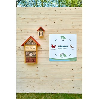 Utomhustavla fjärilens livscykel