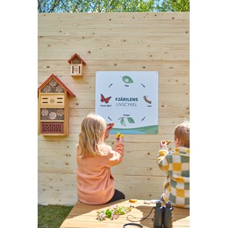 Utomhustavla fjärilens livscykel