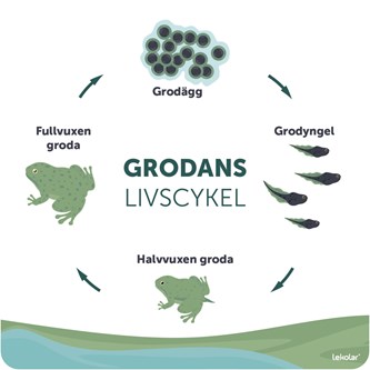 Utomhustavla grodans livscykel