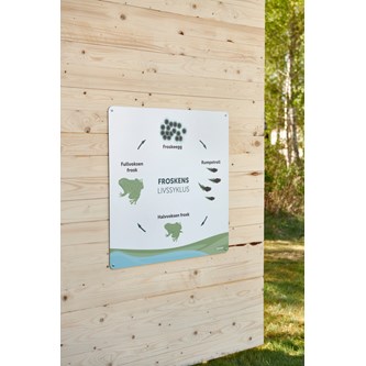 Utomhustavla grodans livscykel