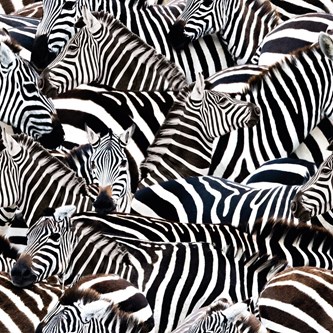 Canvas mönstrad, zebra