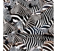 Canvas mönstrad, zebra