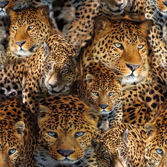 Canvas mönstrad, leopard