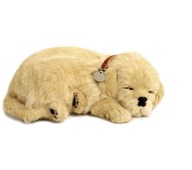 Terapihund som andas