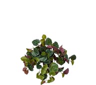 Konstväxt Senecio hängande 23 cm