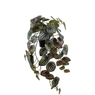 Konstväxt Peperomia hängande 45 cm