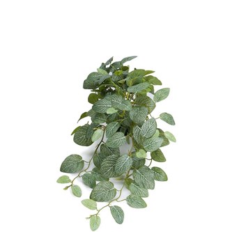 Konstväxt Fittonia hängande 50 cm