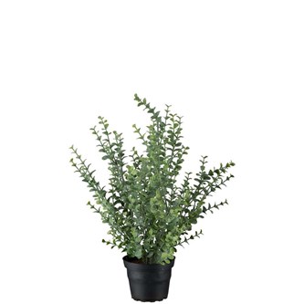 Konstväxt Eucalyptus 40 cm