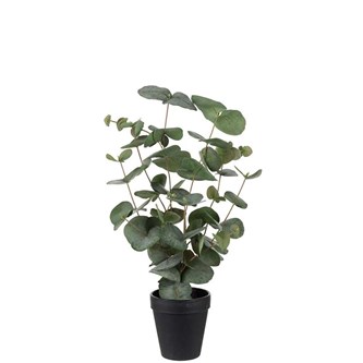 Konstväxt Eucalyptus 55 cm