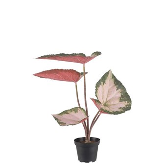 Konstväxt Rexbegonia 35 cm