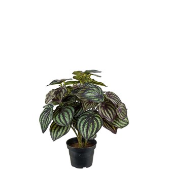 Konstväxt Peperomia 30 cm
