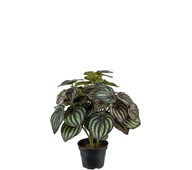 Konstväxt Peperomia 30 cm