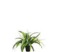 Konstväxt Ormbunke 41 cm