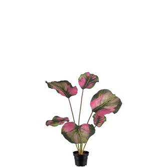 Konstväxt Calathea 55 cm