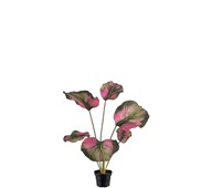 Konstväxt Calathea 55 cm