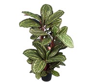 Konstväxt Maranta 104 cm