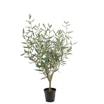 Konstväxt Oliv 100 cm