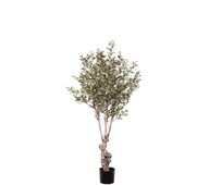 Konstväxt Oliv 150 cm