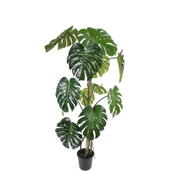 Konstväxt Monstera 150 cm