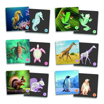 Memory Djur & skelett