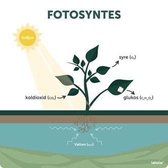 Utomhustavla Fotosyntesen
