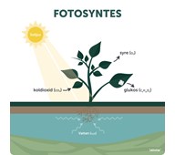 Utomhustavla Fotosyntesen
