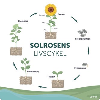Utomhustavla Solrosens livscykel