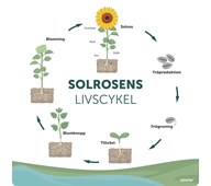 Utomhustavla Solrosens livscykel