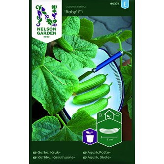 Krukgurkan Baby frö