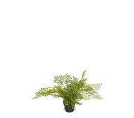 Adiantum 30 cm