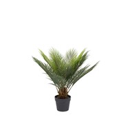 Cycas 60 cm