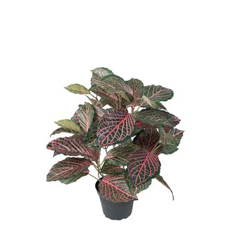 Fittonia 40 cm